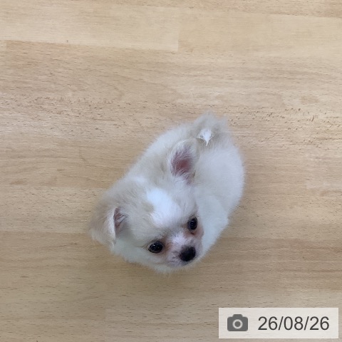 チワワの写真
