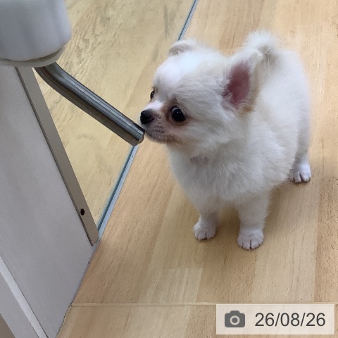 チワワの写真