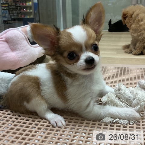 チワワの写真