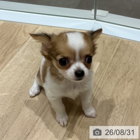 チワワの写真