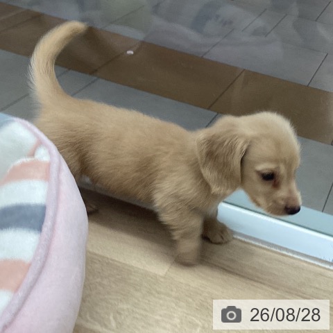 ミニチュア・ダックスフンドの写真
