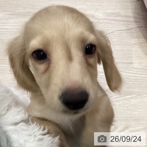 ミニチュア・ダックスフンドの写真
