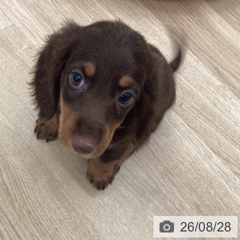 ミニチュア・ダックスフンドの写真
