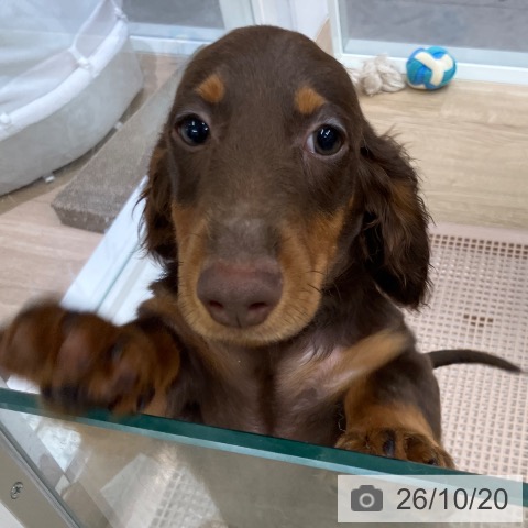 千葉県のミニチュアダックスフンド(ロング) (ペットプラス コトエ流山おおたかの森店/2026年6月25日生まれ/男の子/チョコレートタン)の子犬の4枚目の画像
