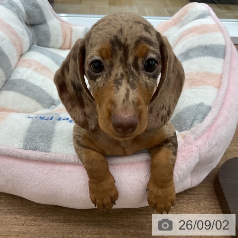千葉県のミニチュアダックスフンド(ロング) (ペッツワン 千葉ニュータウン店/2026年6月25日生まれ/女の子/チョコレートダップル)の子犬の3枚目の画像