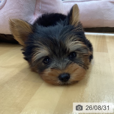 長野県のヨークシャーテリア (ペットプラス 松本店/2026年6月28日生まれ/男の子/スチールブルータン)の子犬の3枚目の画像