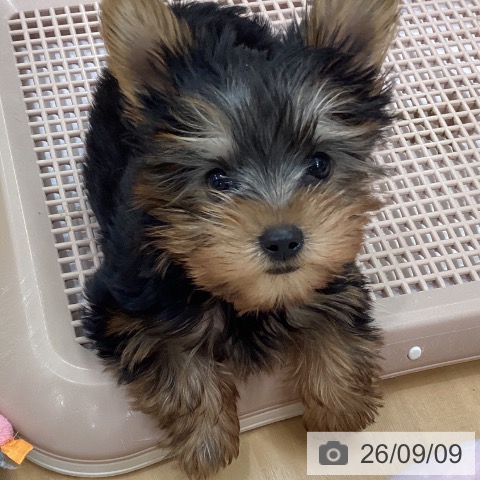 長野県のヨークシャーテリア (ペットプラス 松本店/2026年6月28日生まれ/男の子/スチールブルータン)の子犬の3枚目の画像