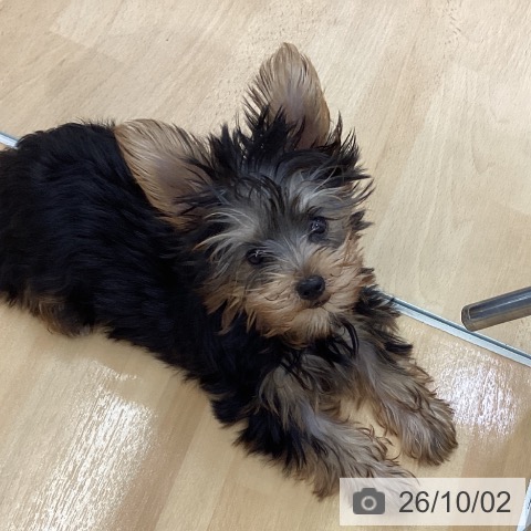 長野県のヨークシャーテリア (ペットプラス 松本店/2026年6月28日生まれ/男の子/スチールブルータン)の子犬の4枚目の画像