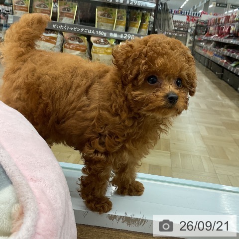 千葉県のトイプードル(トイ) (ペッツワン 千葉ニュータウン店/2026年6月28日生まれ/女の子/レッド)の子犬の4枚目の画像