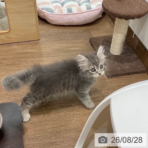 ラガマフィンの写真