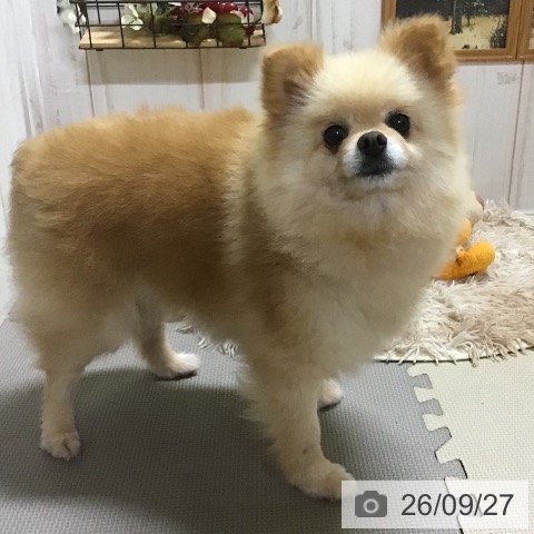 ポメラニアンの写真
