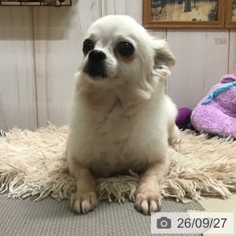 チワワの写真