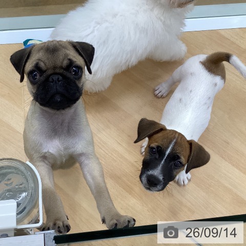 群馬県のパグ (ペットプラス イオンモール太田店/2026年6月28日生まれ/男の子/フォーン)の子犬の3枚目の画像