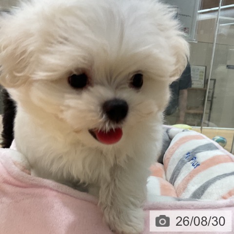 埼玉県のマルチーズ (ペットプラス 浦和美園店/2026年6月28日生まれ/男の子/ホワイト)の子犬の4枚目の画像
