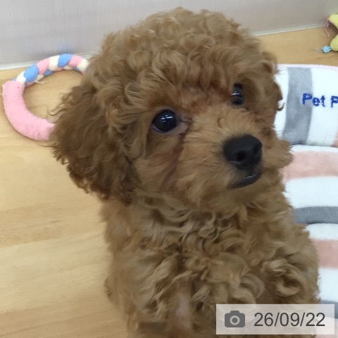 岩手県のトイプードル(トイ) (ペットプラス 盛岡南店/2026年7月1日生まれ/男の子/レッド)の子犬の3枚目の画像