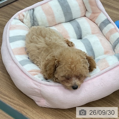 茨城県のトイプードル(トイ) (ペッツワン 古河店/2026年7月1日生まれ/女の子/アプリコット)の子犬の3枚目の画像