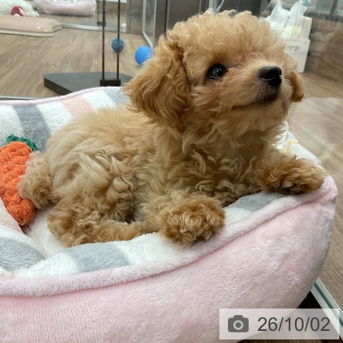 茨城県のトイプードル(トイ) (ペッツワン 古河店/2026年7月1日生まれ/女の子/アプリコット)の子犬の3枚目の画像