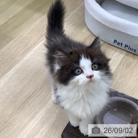 スコティッシュフォールドの写真