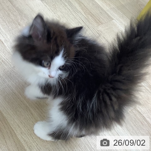 スコティッシュフォールドの写真