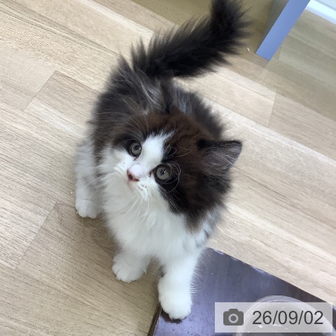 スコティッシュフォールドの写真
