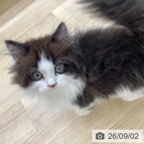スコティッシュフォールドの写真