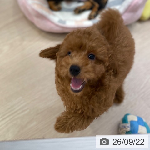 東京都のトイプードル(トイ) (ペットプラス 多摩平の森店/2026年7月1日生まれ/男の子/レッド)の子犬の3枚目の画像