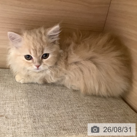 マンチカンの写真