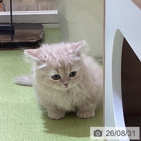 マンチカンの写真
