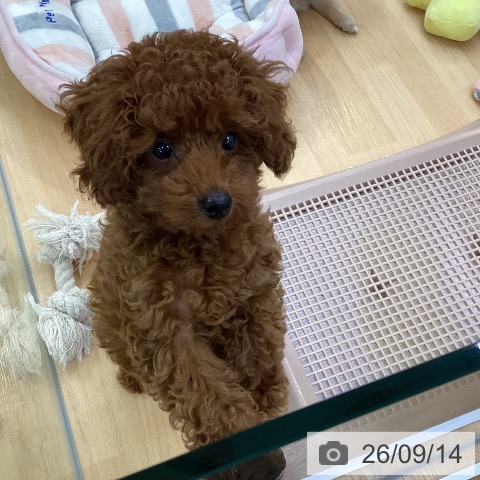 埼玉県のトイプードル(トイ) (ペットプラス 羽生店/2026年7月1日生まれ/男の子/レッド)の子犬の3枚目の画像