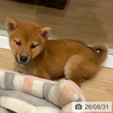 柴の写真