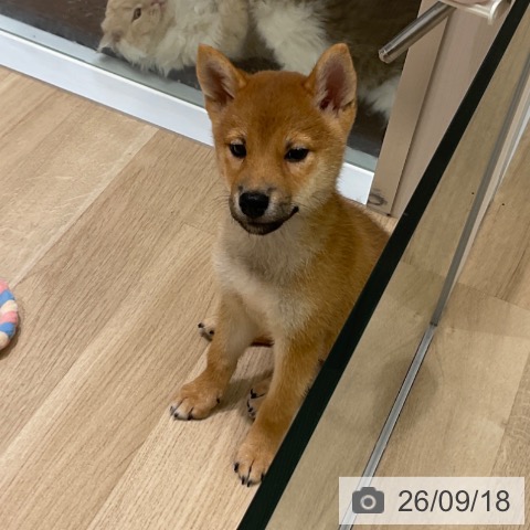 東京都の柴犬(標準サイズ) (ペットプラス 立川高島屋S.C.店/2026年6月30日生まれ/男の子/赤)の子犬の3枚目の画像