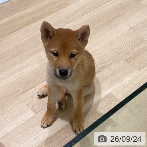 東京都の柴犬(標準サイズ) (ペットプラス 立川高島屋S.C.店/2026年6月30日生まれ/男の子/赤)の子犬の3枚目の画像