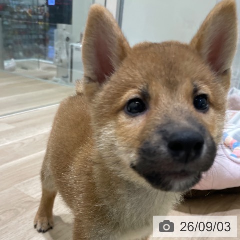柴の写真