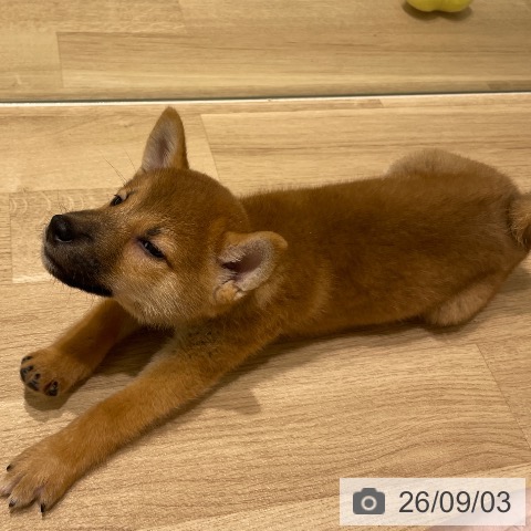 柴の写真