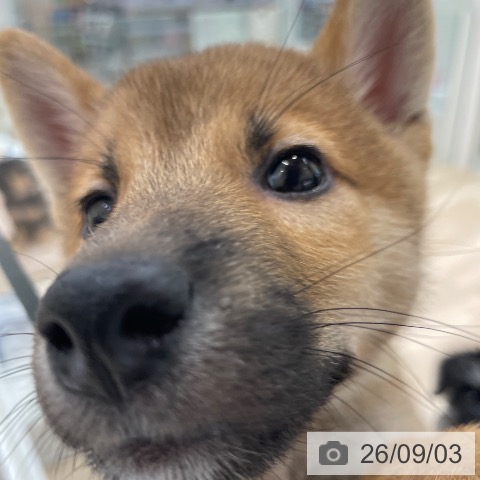 柴の写真
