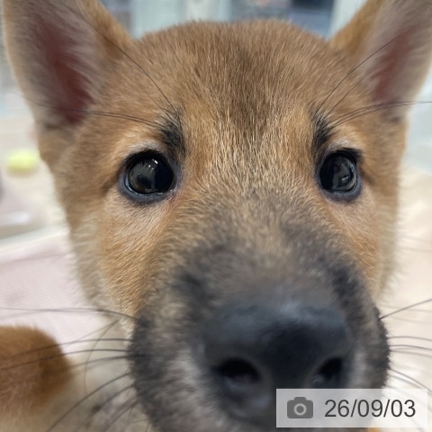 柴の写真