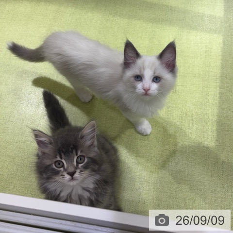 長野県のラグドール (ペットプラス 松本店/2026年6月21日生まれ/女の子/ブルーポイントバイカラー)の子猫の4枚目の画像