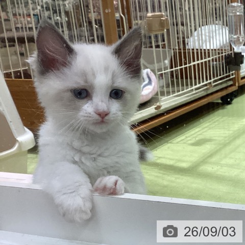 長野県のラグドール (ペットプラス 松本店/2026年6月21日生まれ/女の子/ブルーポイントバイカラー)の子猫の3枚目の画像