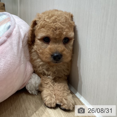 埼玉県のトイプードル(トイ) (ペットプラス ピオニウォーク東松山店/2026年6月29日生まれ/男の子/アプリコット)の子犬の2枚目の画像