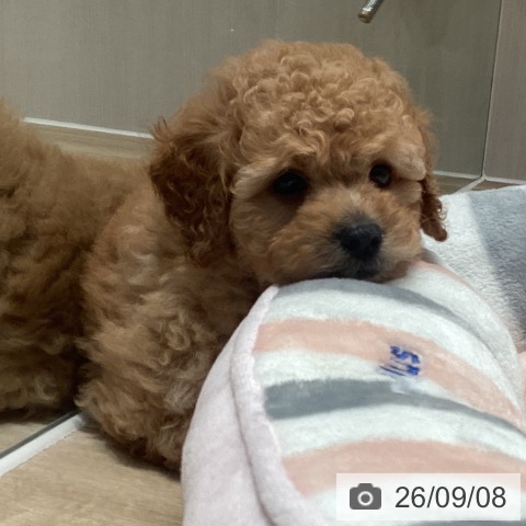 埼玉県のトイプードル(トイ) (ペットプラス ピオニウォーク東松山店/2026年6月29日生まれ/男の子/アプリコット)の子犬の3枚目の画像