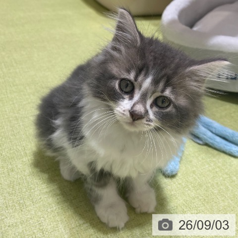 サイベリアンの写真