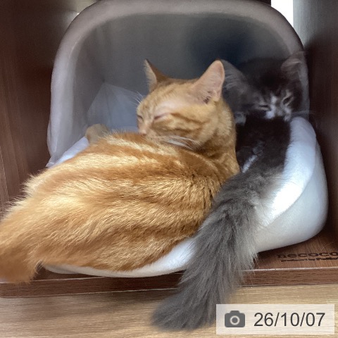 サイベリアンの写真