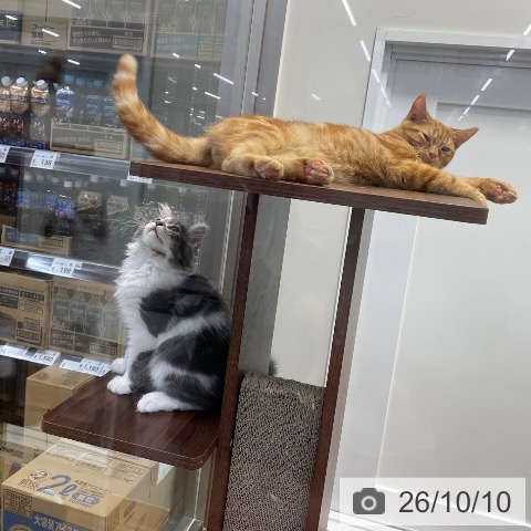 サイベリアンの写真