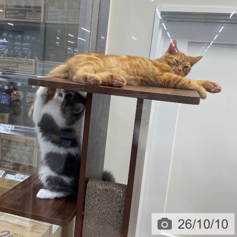 サイベリアンの写真