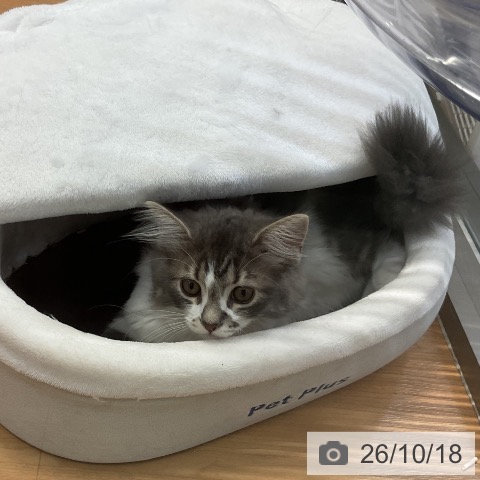 サイベリアンの写真