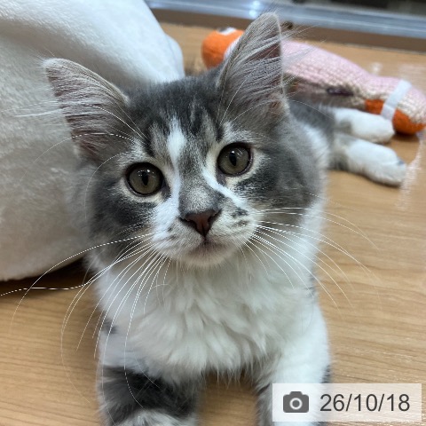 サイベリアンの写真