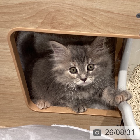 サイベリアンの写真
