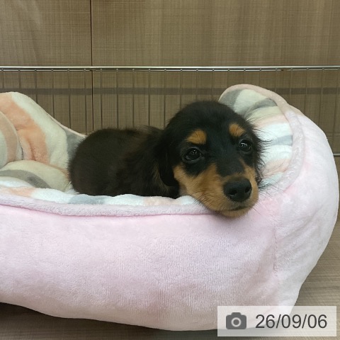 神奈川県のカニンヘンダックスフンド(ロング) (ペッツワン 横須賀久里浜店/2026年6月25日生まれ/男の子/ブラックタン)の子犬の3枚目の画像