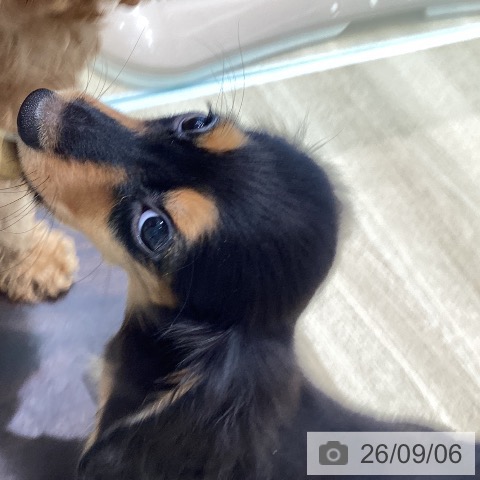 宮城県のカニンヘンダックスフンド(ロング) (ペットプラス 仙台泉大沢店/2026年6月25日生まれ/男の子/ブラックタン)の子犬の3枚目の画像