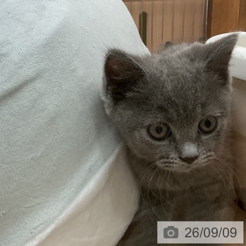 埼玉県のブリティッシュショートヘアー (ペッツワン 新座店/2026年6月30日生まれ/男の子/ブルー)の子猫の4枚目の画像